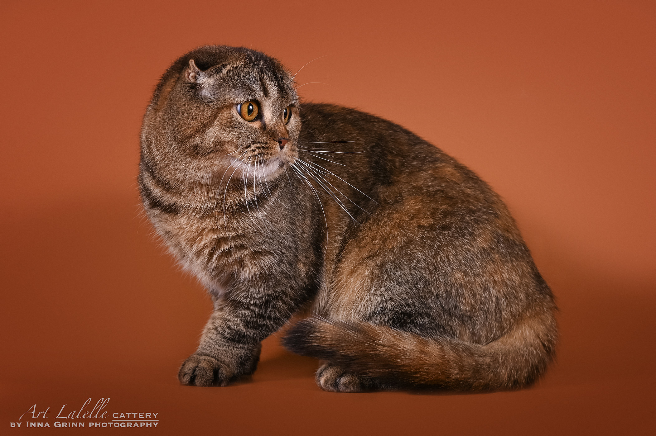 CH. Vesta Art Lalelle